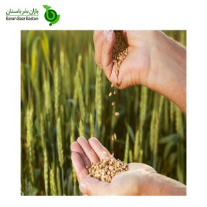 پخش-عمده-بذر-کشاورزی-در-شیراز