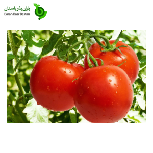 انتخاب بهترین بذر گوجه فرنگی فضای باز باران بذر