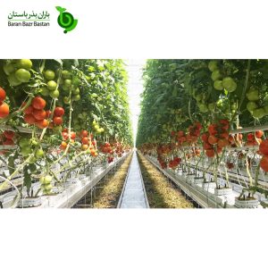 تولید-گوجه-فرنگی-در-تونل-های-بلند-چگونه-است؟