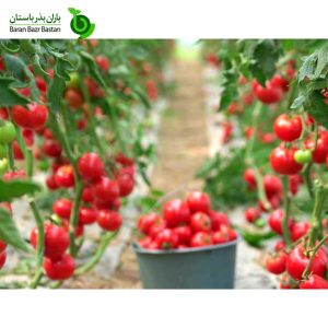 تولید-گوجه-فرنگی-در-تونل-های-بلند-چگونه-است؟-باران-بذر