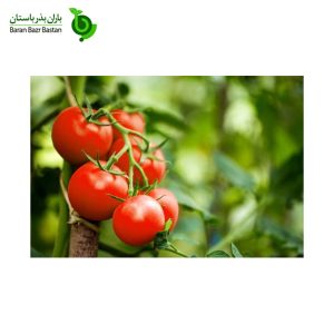 عوامل-موثر-بر-رشد-گوجه-فرنگی