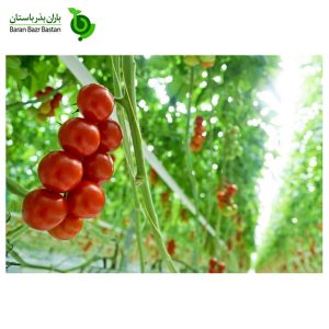 عوامل-موثر-بر-رشد-گوجه-فرنگی-چیست؟
