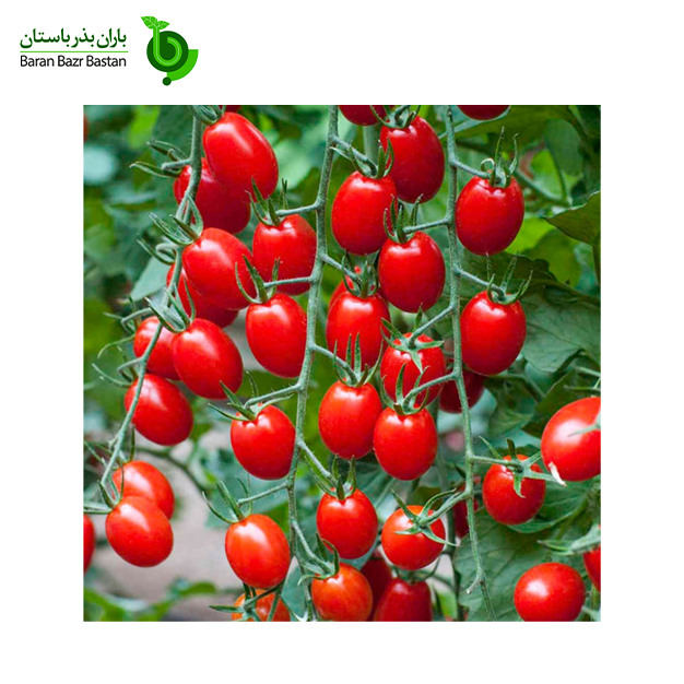 عوامل-موثر-بر-رشد-گوجه-فرنگی-چیست؟-وب-سایت-باران-بذر-باستان